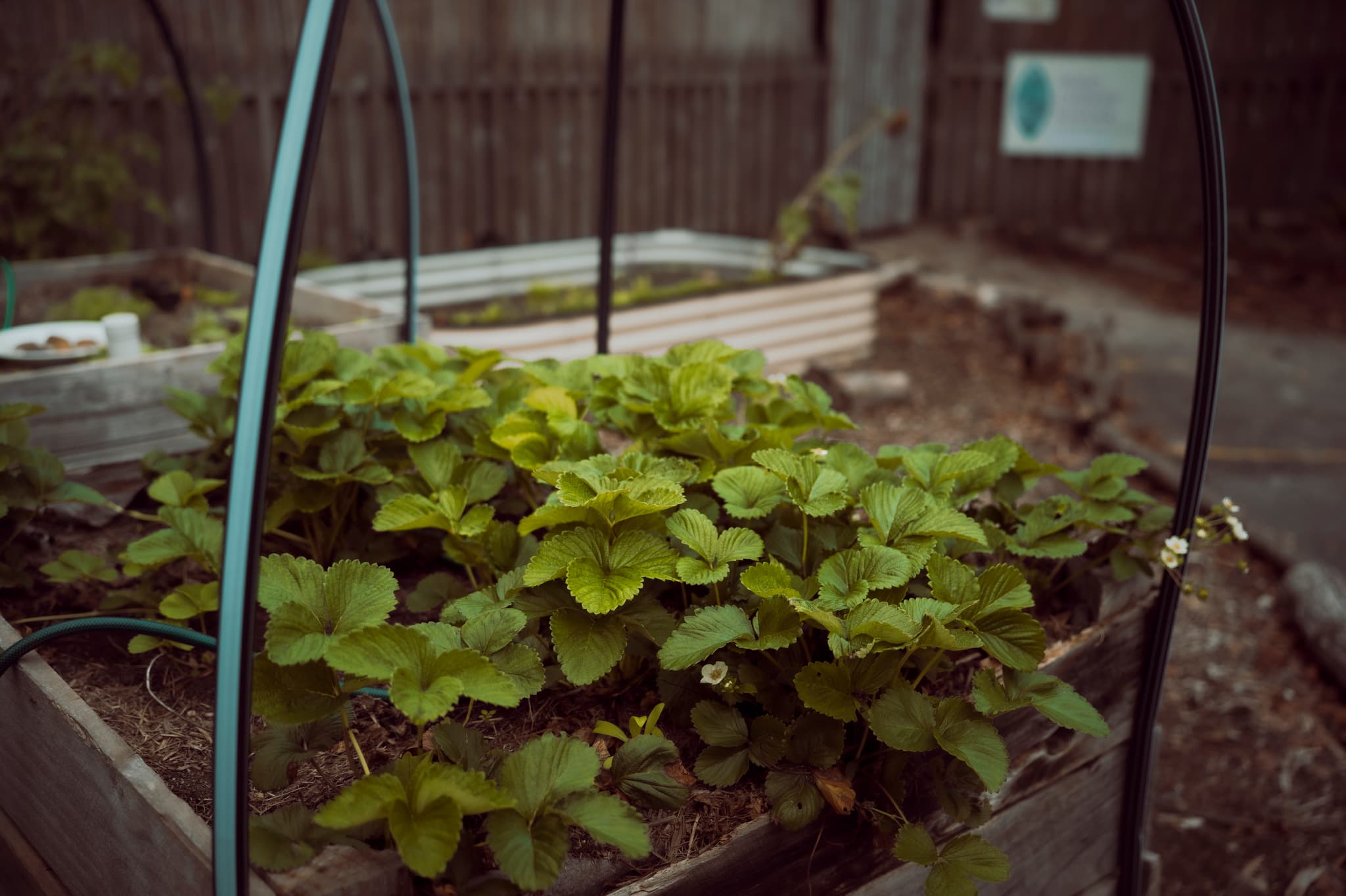 Autumn harvest produce from the school garden